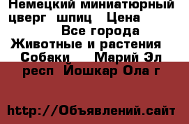 Немецкий миниатюрный(цверг) шпиц › Цена ­ 50 000 - Все города Животные и растения » Собаки   . Марий Эл респ.,Йошкар-Ола г.